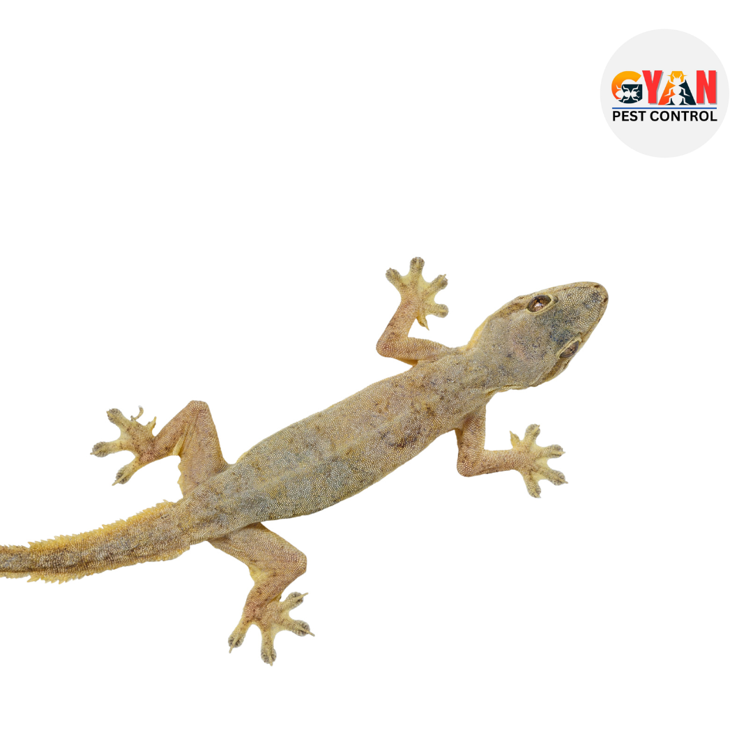 Lizard Control
